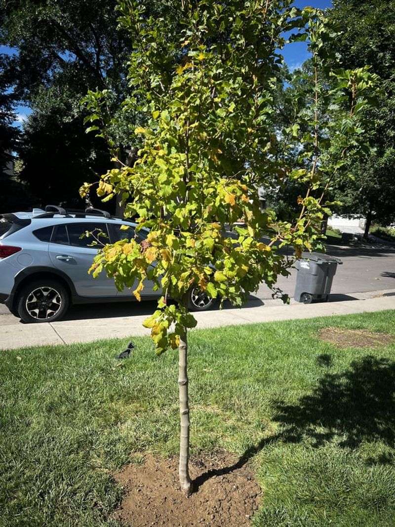 Plant A Smaller Tree Now Before You Need A Larger Solution Later