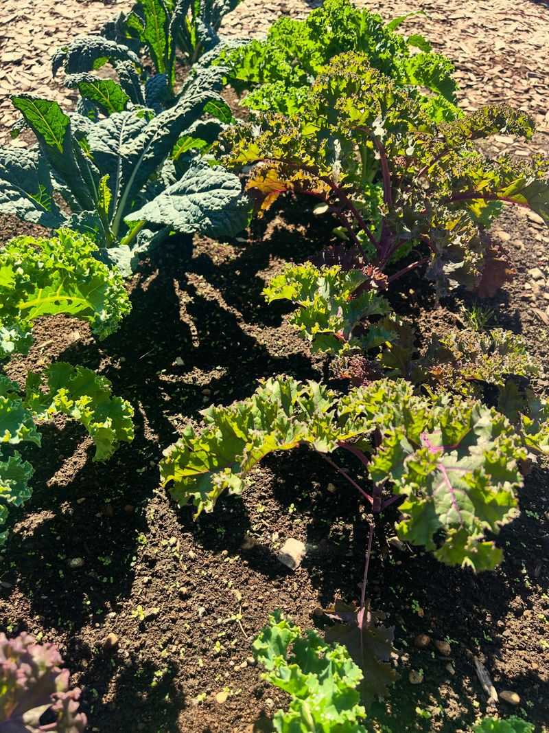 Plant According To Your Michigan Location Plant According To Your Michigan Location