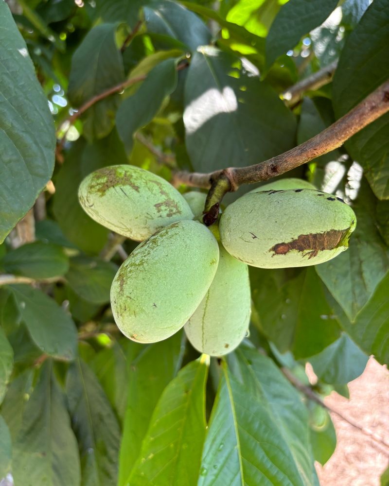 Plant American Pawpaw For A Native Backyard Fruit Harvest Plant American Pawpaw For A Native Backyard Fruit Harvest