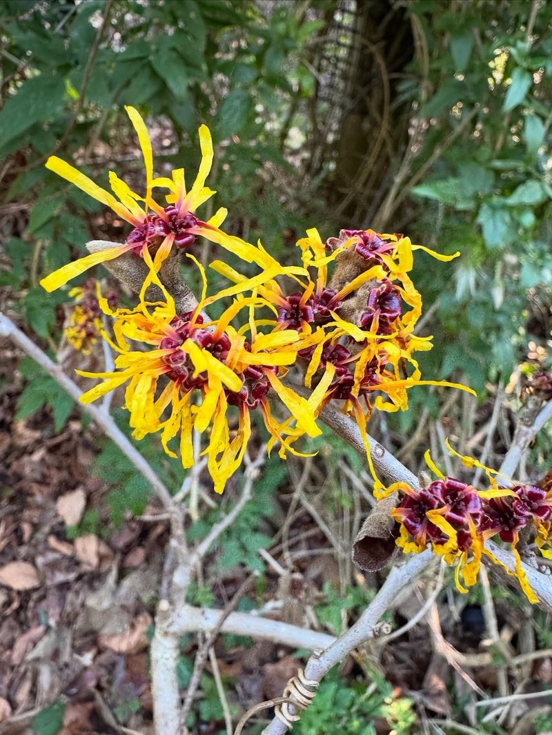 Plant American Witch Hazel For Unexpected Fall Flowers