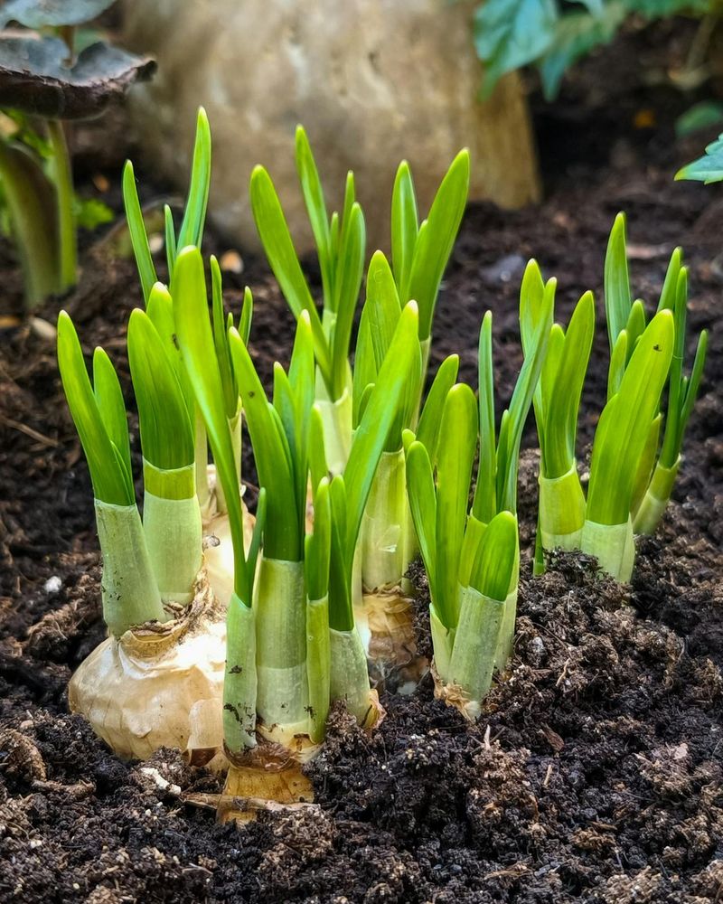 Plant Bulbs At The Appropriate Depth Plant Bulbs At The Appropriate Depth