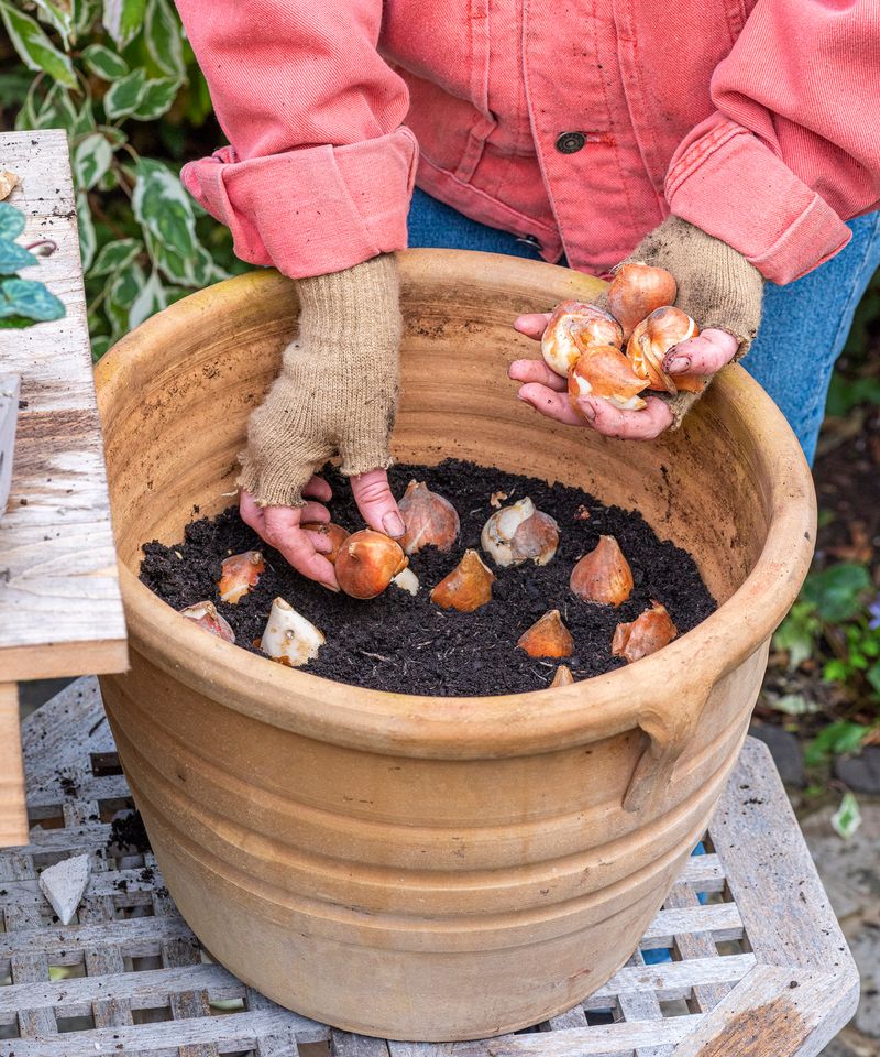Plant Bulbs At The Correct Depth