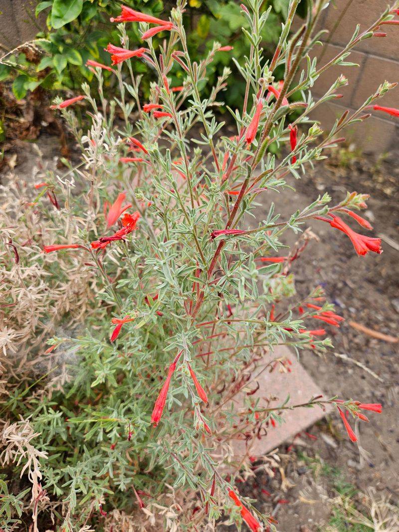Plant California Fuchsia For Vertical Color