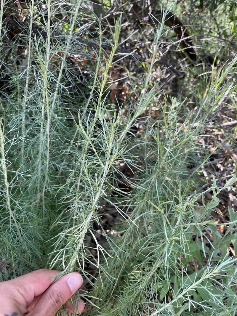 Plant California Sagebrush For Dry Corners