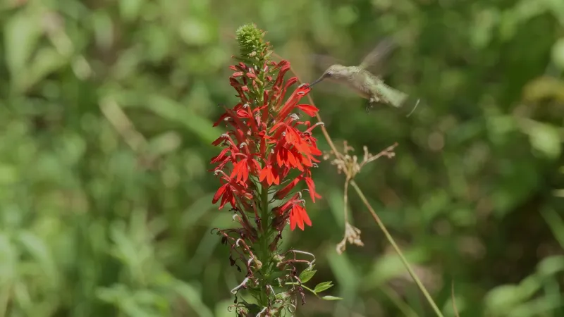 Plant Cardinal Flower For Late Season Nectar Plant Cardinal Flower For Late Season Nectar
