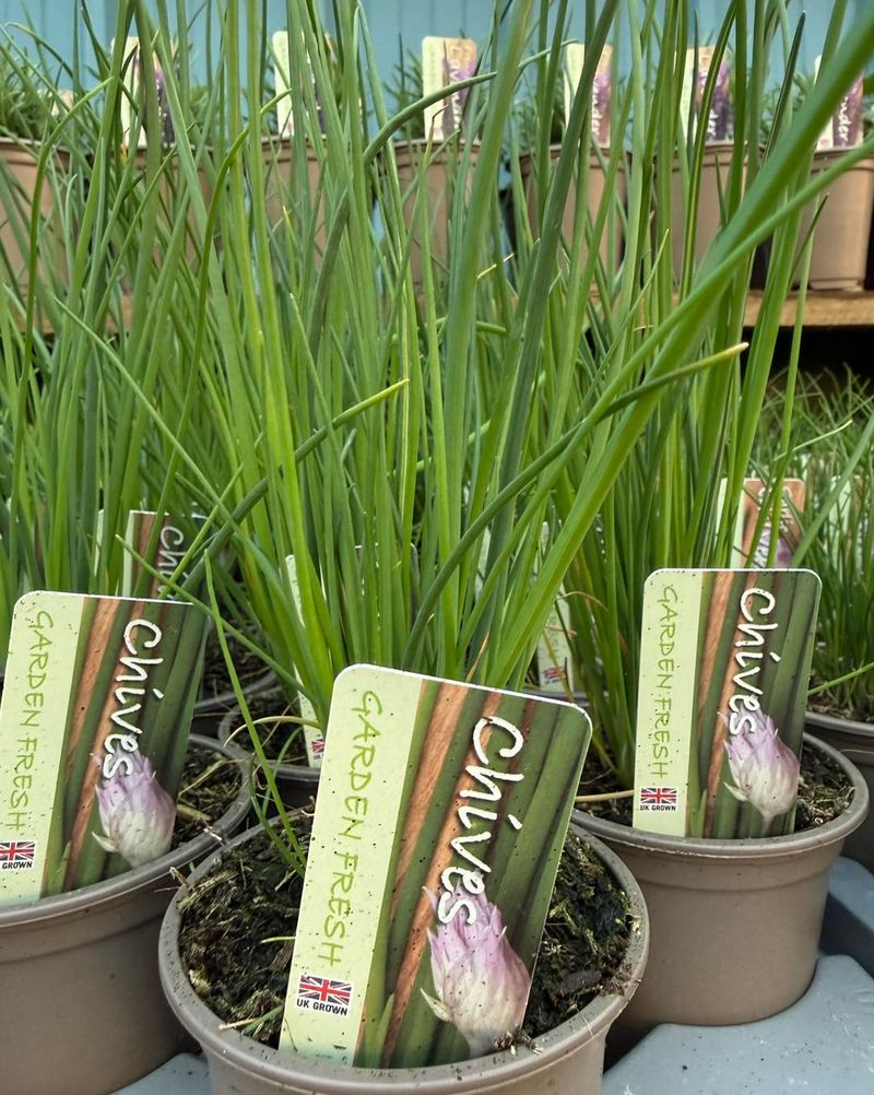 Plant Chives For A Perennial Patio Herb