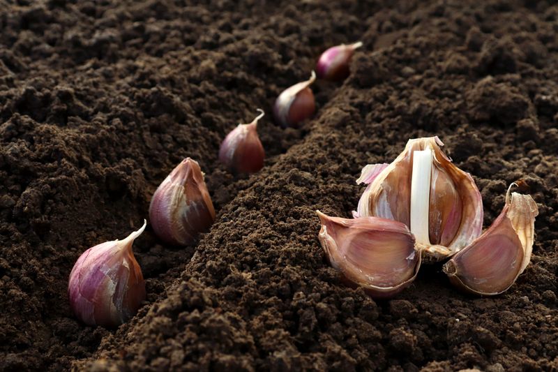 Plant Cloves Deep Enough For Winter Protection