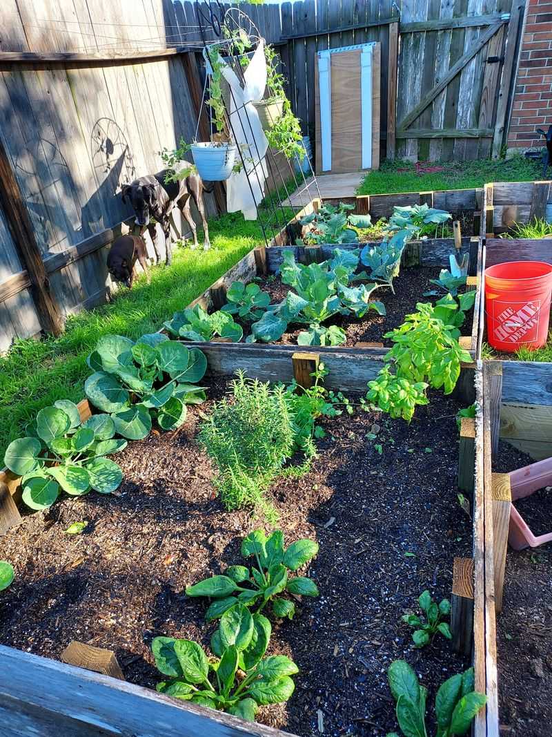 Plant Cool Season Crops At The Right Time