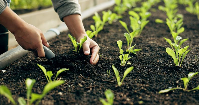 Plant Cool-Season Vegetables