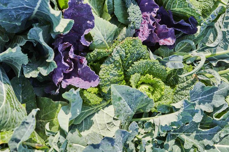Plant Cool-Season Vegetables For A Fall Harvest