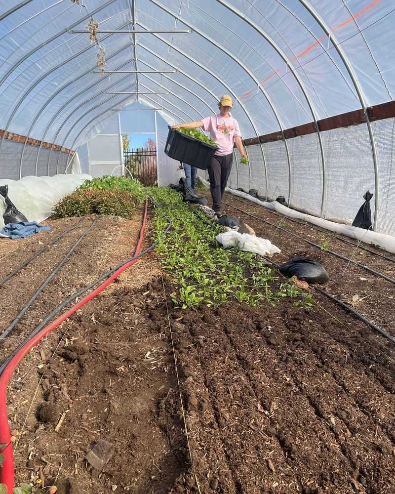 Plant Cool-Season Vegetables Plant Cool-Season Vegetables
