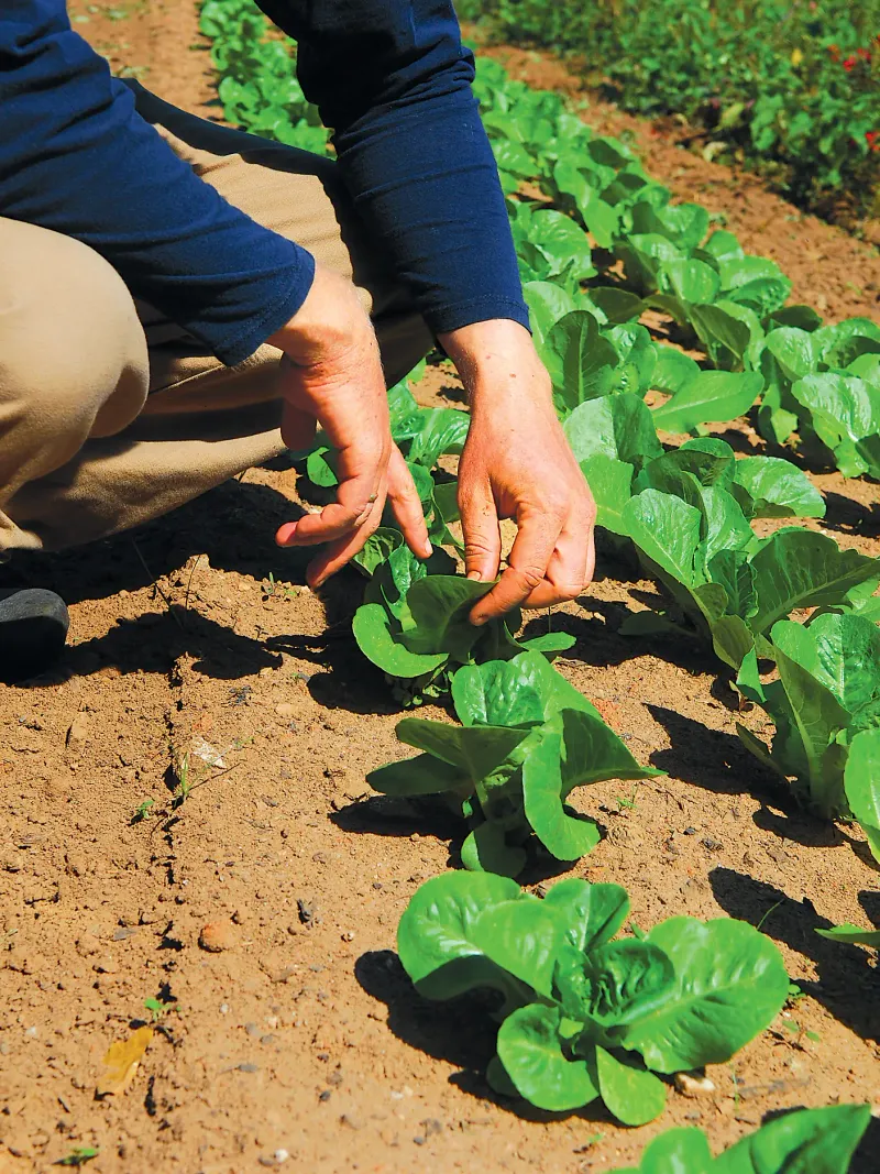 Plant Cool-Season Vegetables Plant Cool-Season Vegetables
