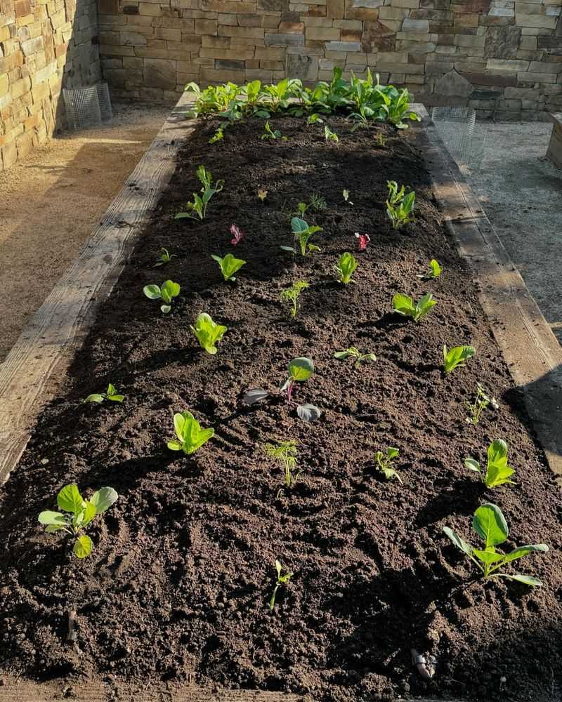 Plant Cool-Season Veggies While The Soil Is Still Warm