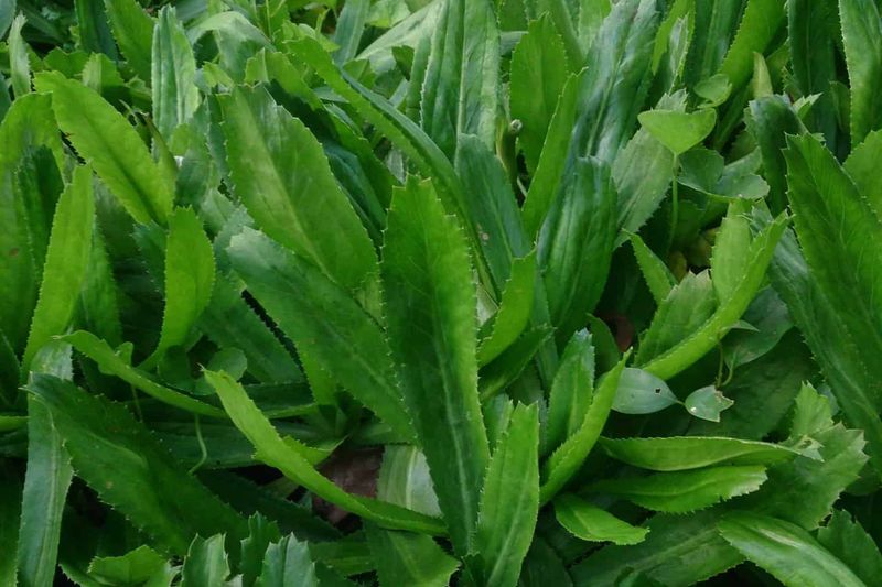 Plant Culantro Now For A Longer Florida Harvest Plant Culantro Now For A Longer Florida Harvest