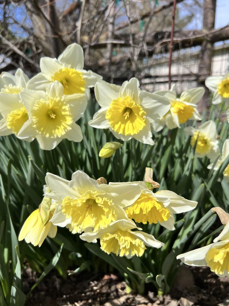 Plant Daffodils And Other Bulbs They Hate