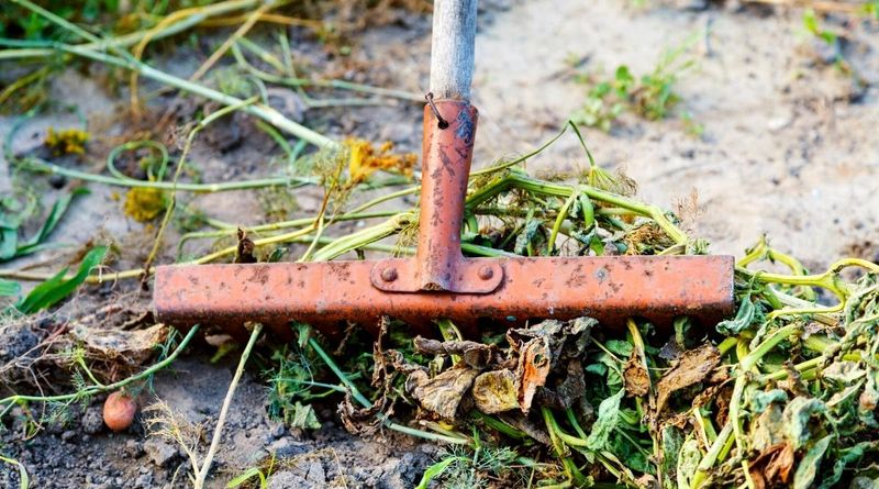 Plant Debris and Crop Residue