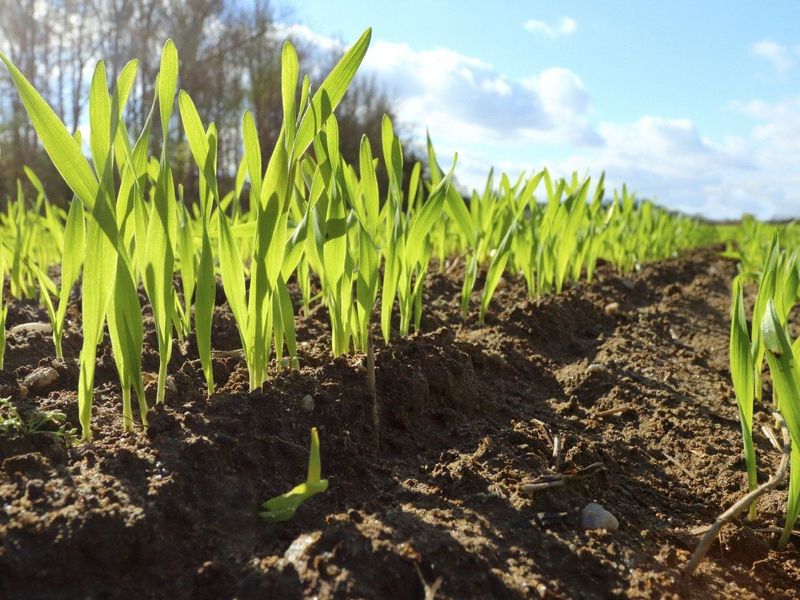 Plant Deep-Rooted Crops To Help Loosen Compacted Clay Plant Deep-Rooted Crops To Help Loosen Compacted Clay