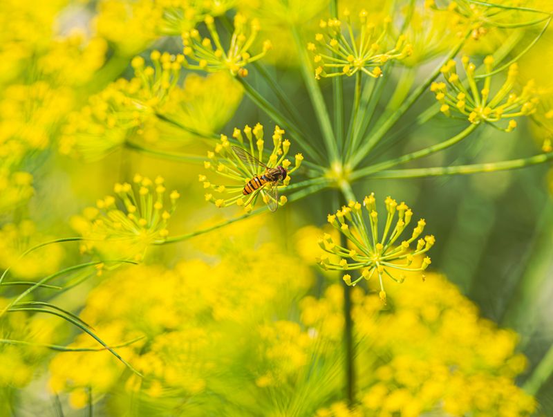 Plant Dill To Welcome Helpful Garden Insects