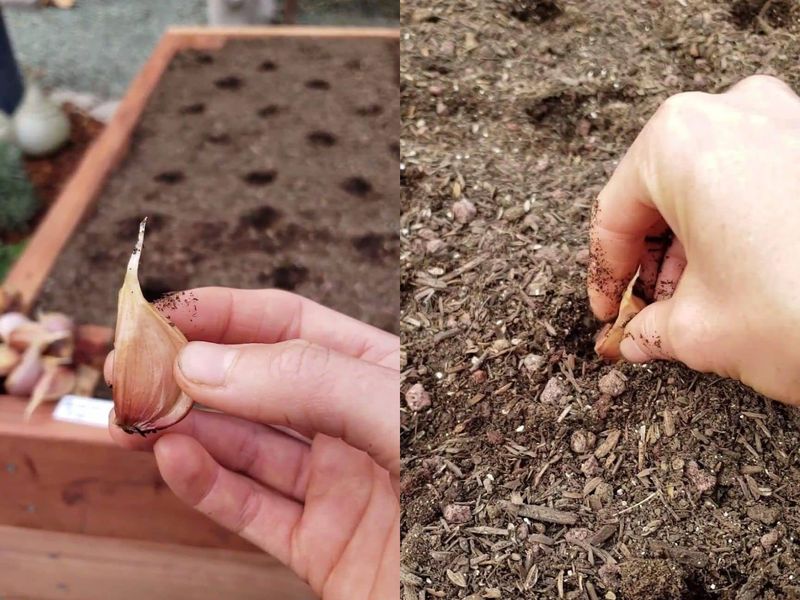 Plant Each Clove Pointy Side Up Plant Each Clove Pointy Side Up