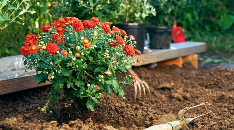 Plant Fall Mums Early For Better Survival Plant Fall Mums Early For Better Survival