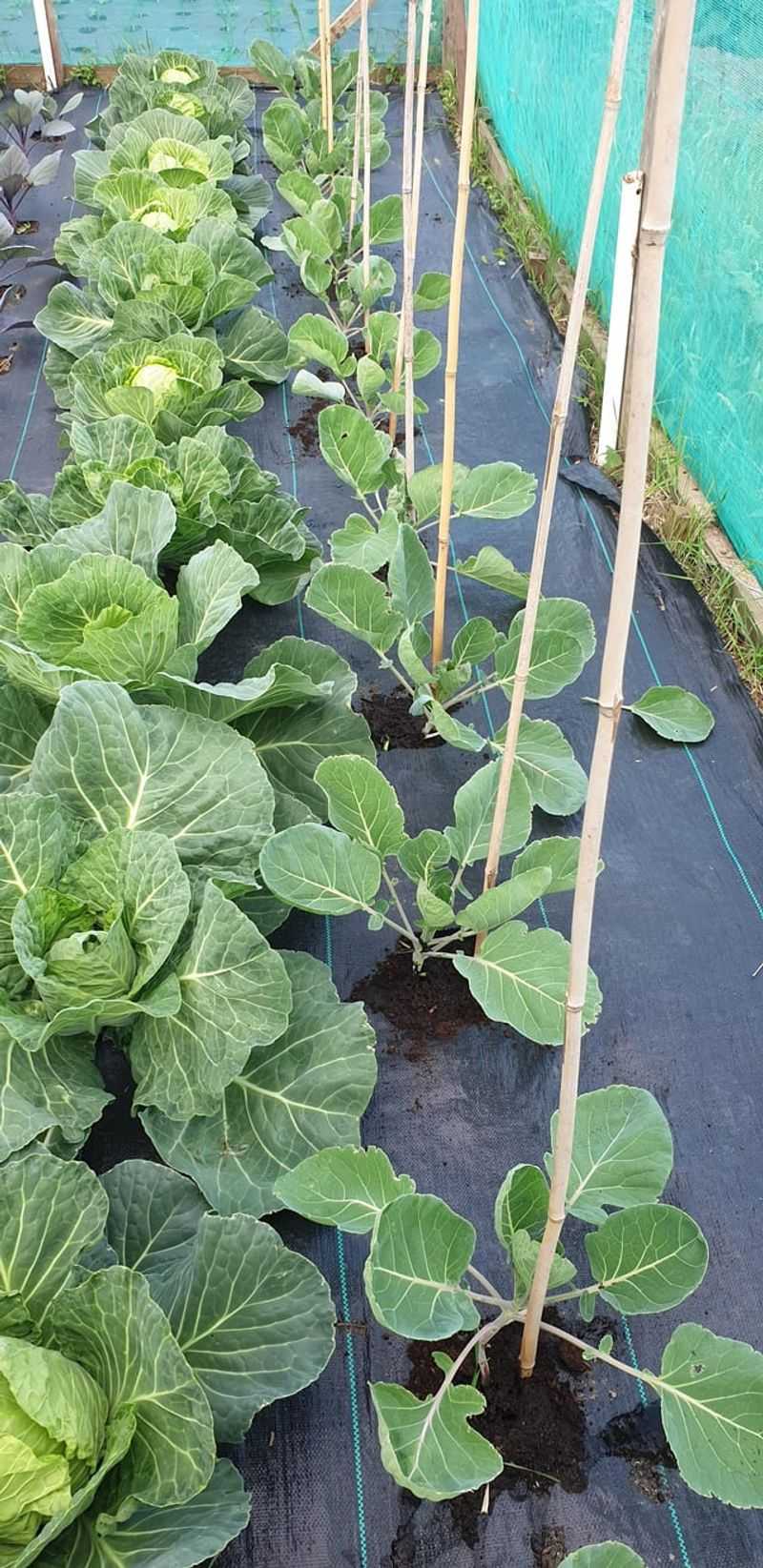 Plant Fall Vegetables Before The First Cool Snap Plant Fall Vegetables Before The First Cool Snap
