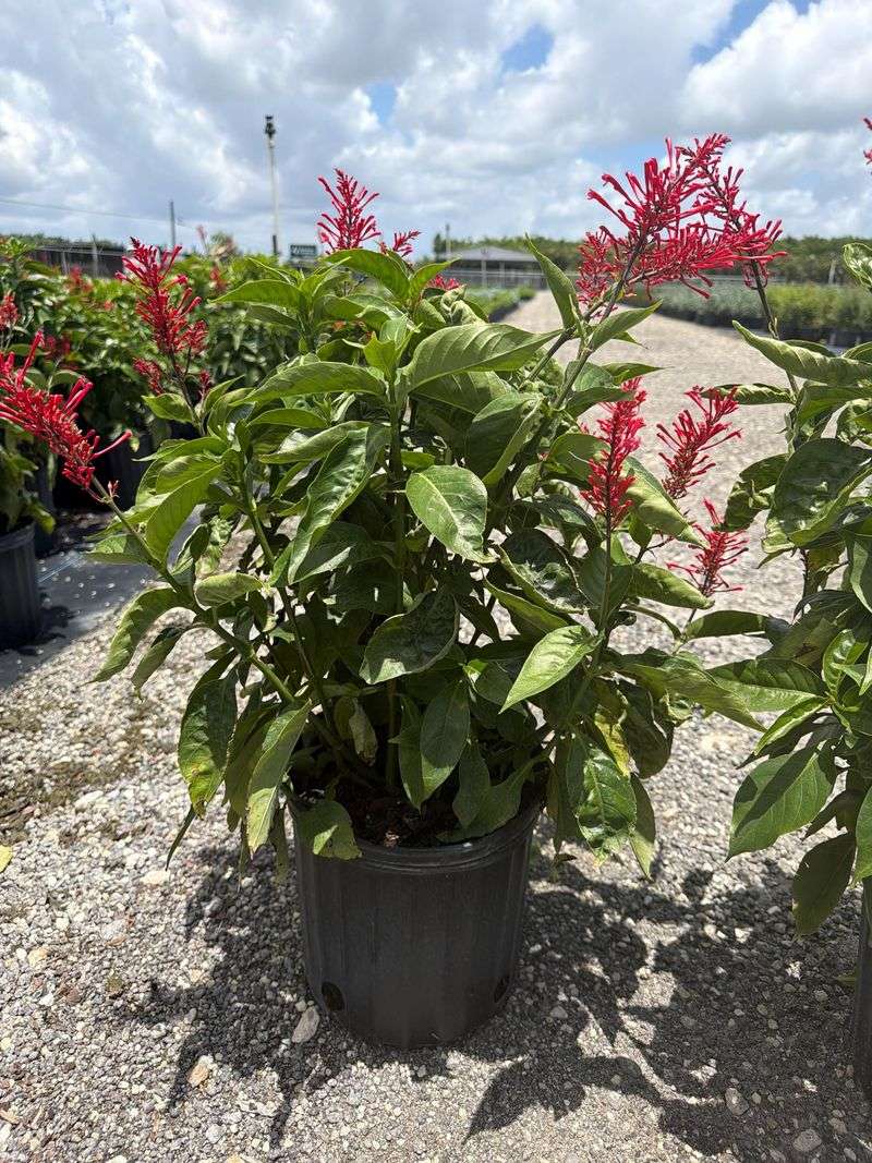 Plant Firespike In Spring For A Longer Hummingbird Show