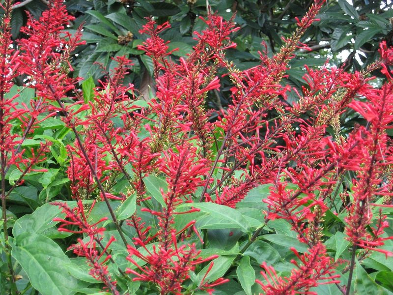 Plant Firespike Where Hummingbirds Can Find It Easily