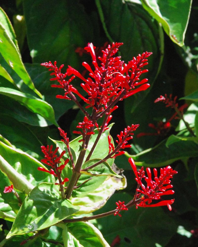 Plant Firespike Where Summer Blooms Are Fading
