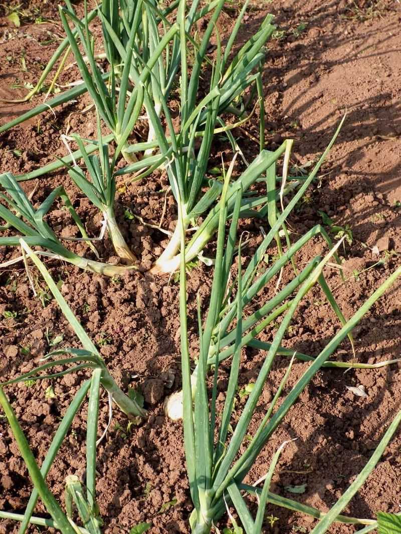 Plant In A Sunny Location