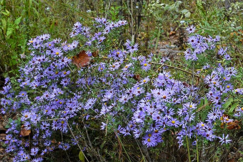 Plant It Where It Can Spread Naturally