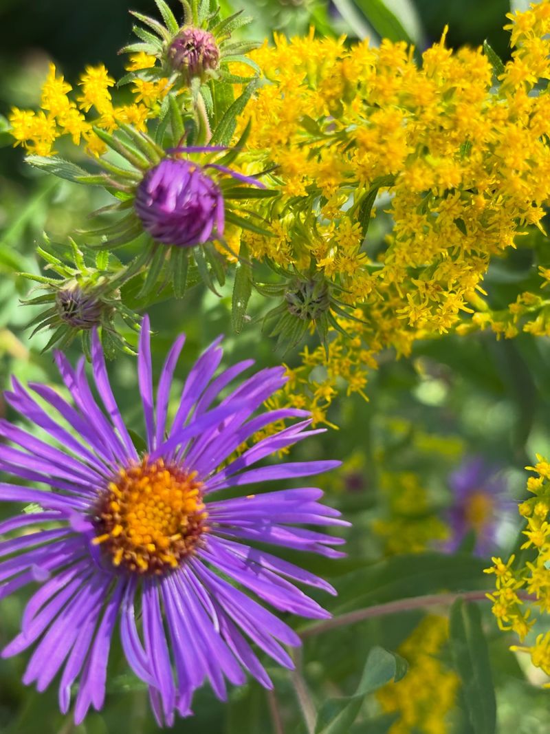 Plant Late-Season Flowers For Remaining Bees