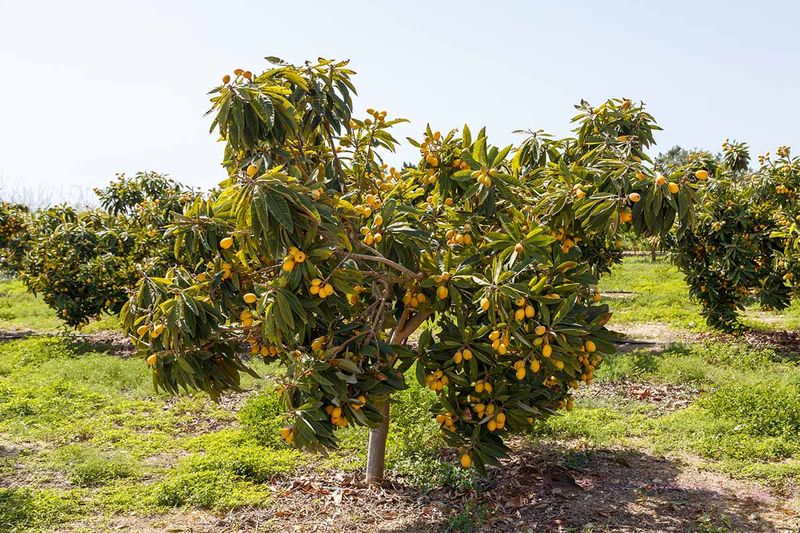 Plant Loquat While Fall Soil Is Still Warm