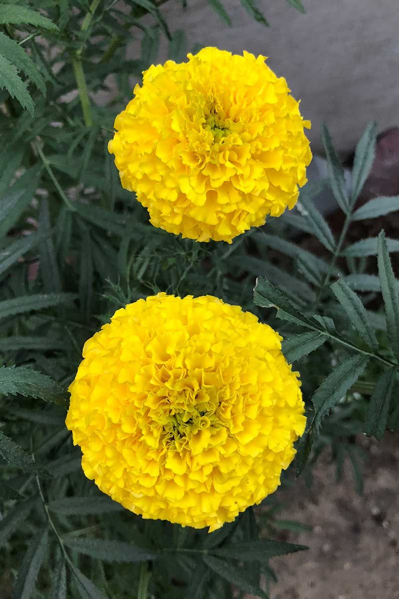 Plant Marigolds To Add A Bright Pest Conscious Barrier
