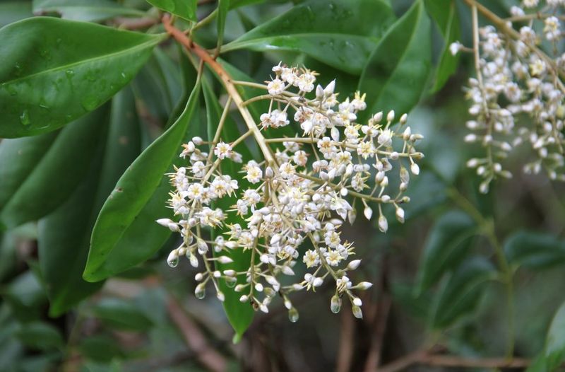 Plant Marlberry Where Moist Soil Stays Available