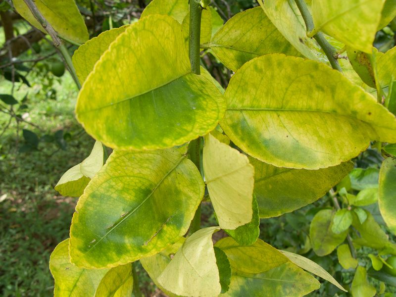 Plant Material Faces Stricter Restrictions