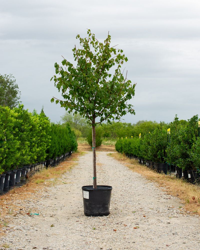 Plant Mexican Plum This Fall For Future Fruit