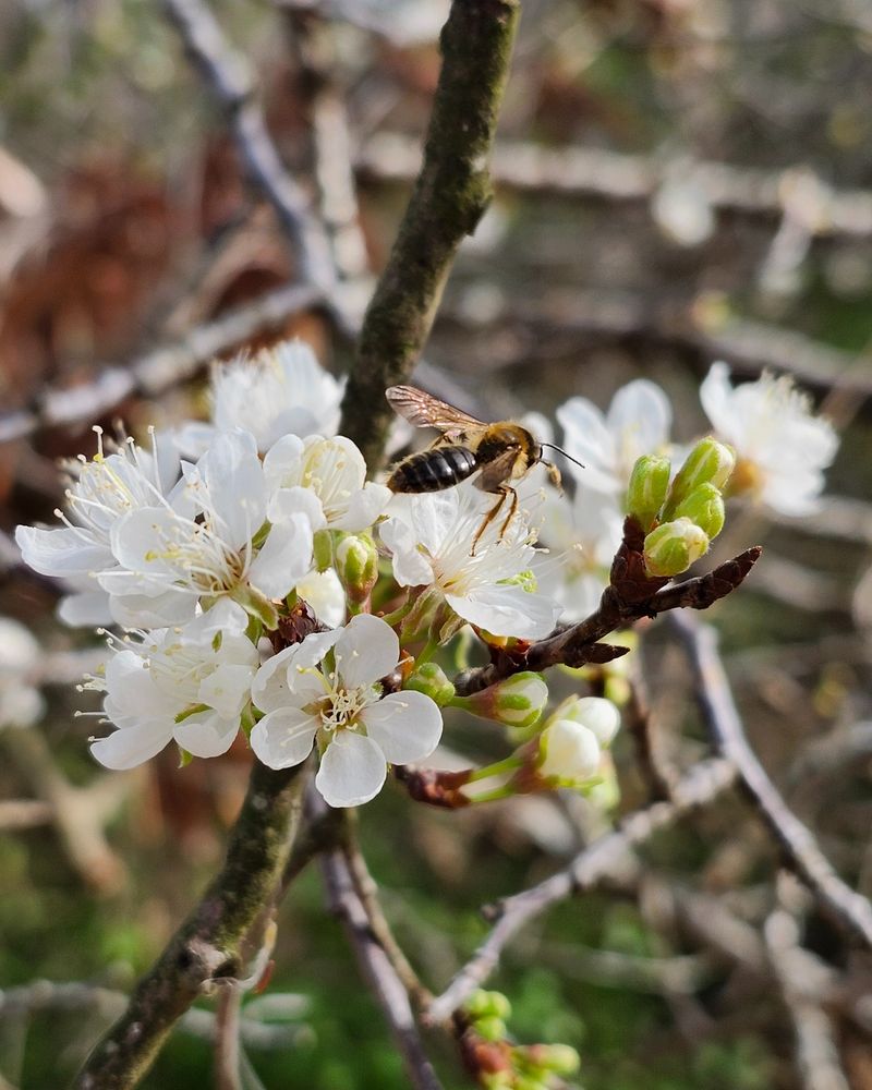 Plant Mexican Plum This September Instead Of Bradford Pear Plant Mexican Plum This September Instead Of Bradford Pear