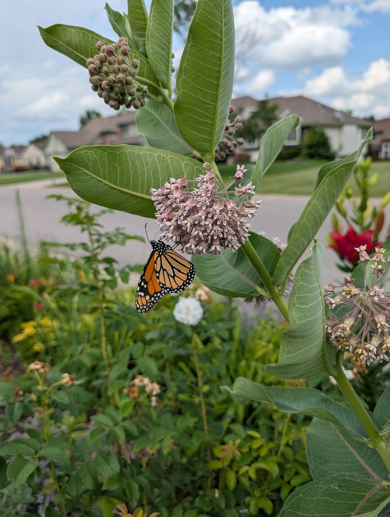 Plant Milkweed For Seeds And Monarchs