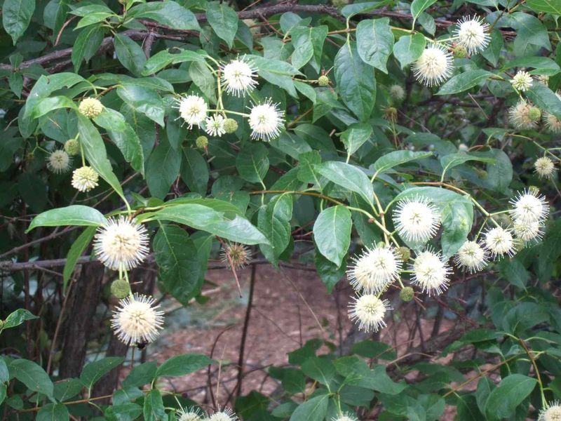 Plant More Native Shrubs And Trees For Extra Shelter Plant More Native Shrubs And Trees For Extra Shelter