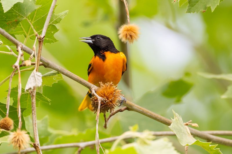 Plant Native Berries For A Longer Lasting Food Supply