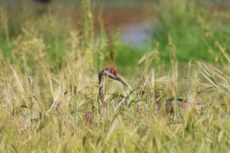 Plant Native Grasses And Grains Plant Native Grasses And Grains