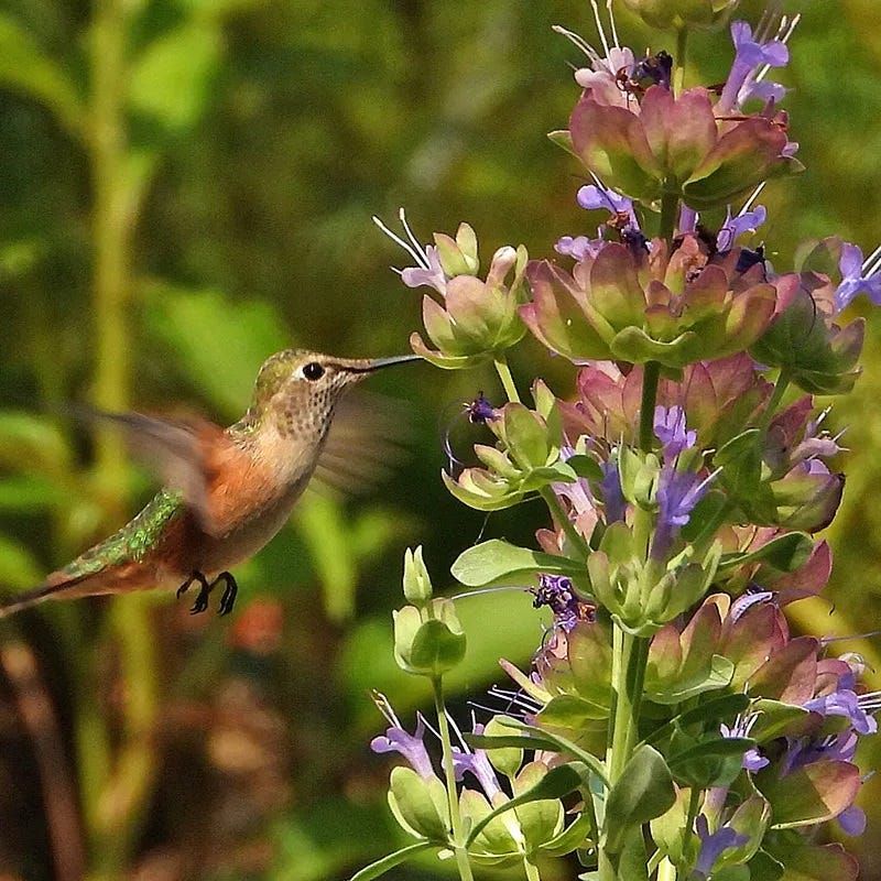 Plant Native Salvia For Dry Oregon Areas Plant Native Salvia For Dry Oregon Areas