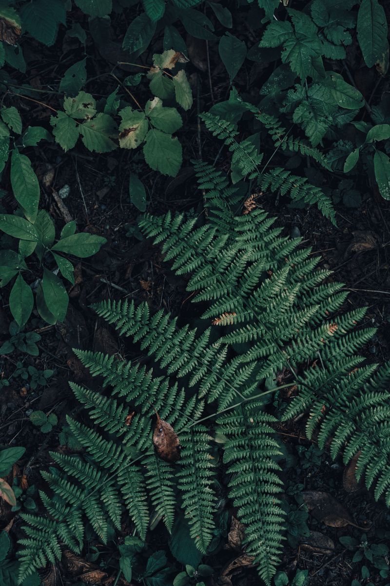 Plant Natives That Hold Moisture And Cover
