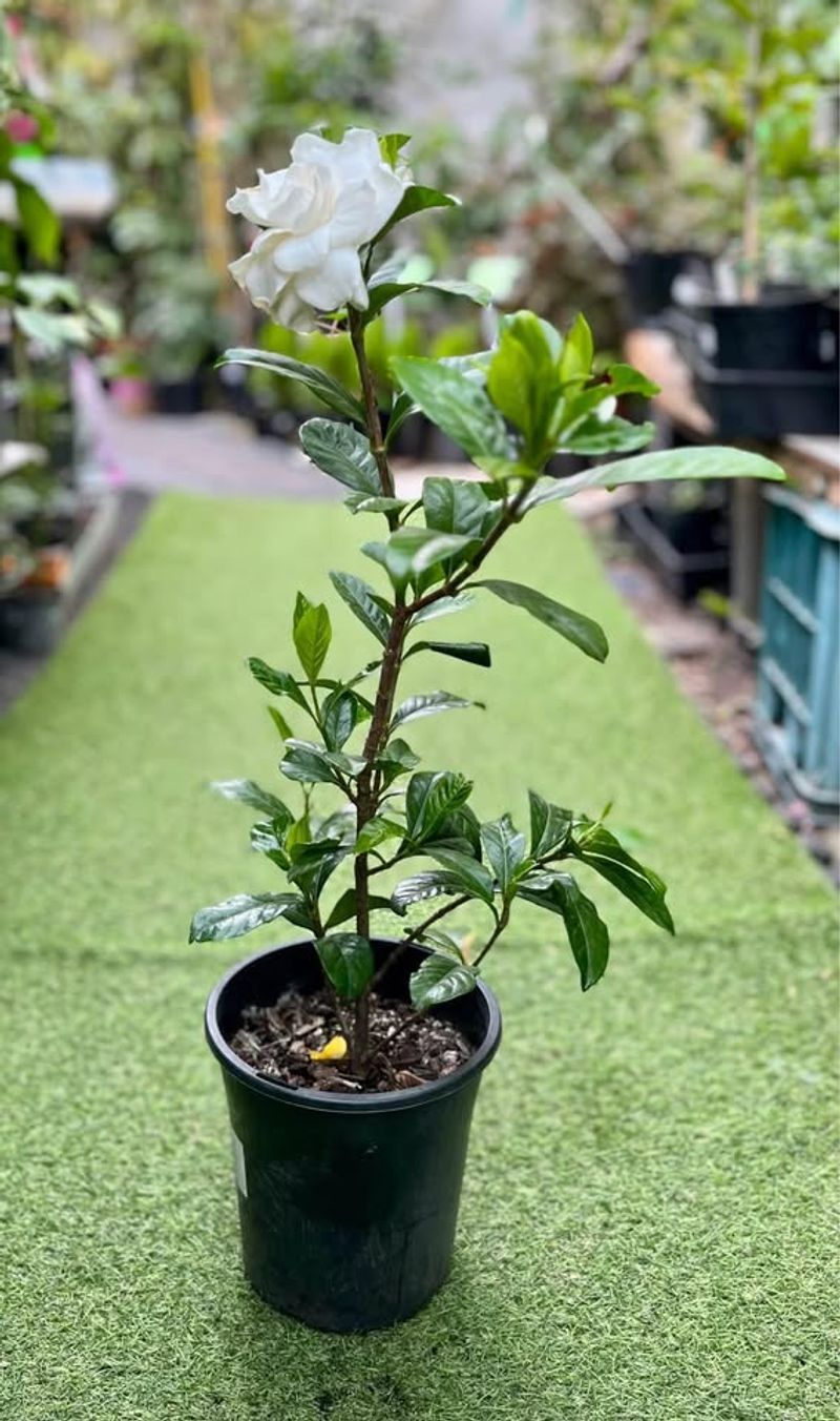 Plant New Gardenias While The Weather Is Mild