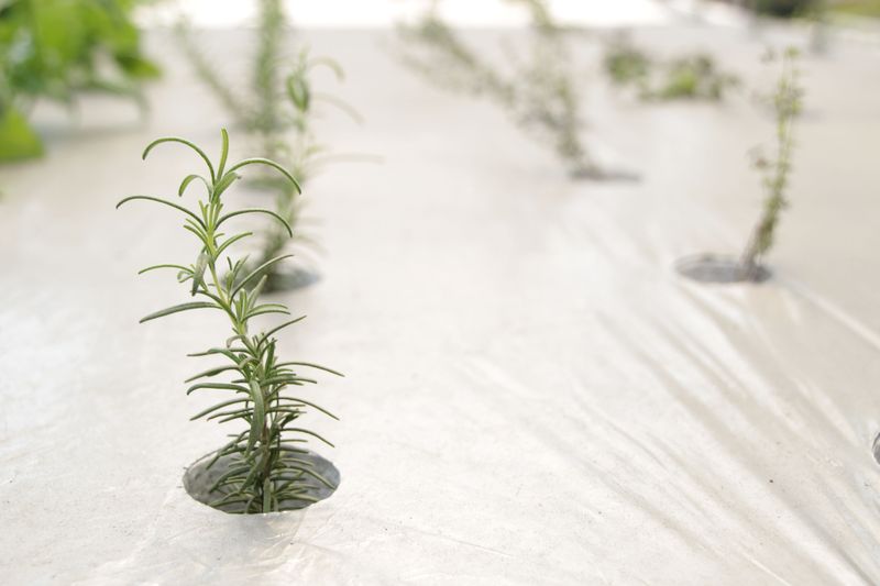 Plant New Rosemary While The Soil Stays Warm Plant New Rosemary While The Soil Stays Warm