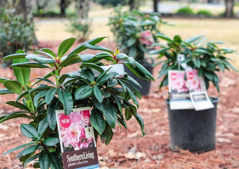 Plant New Shrubs While The Soil Stays Warm