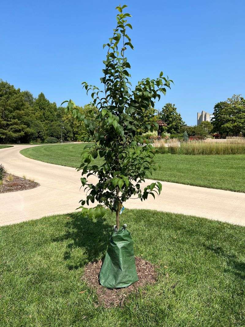 Plant New Trees, Shrubs, and Perennials Plant New Trees, Shrubs, and Perennials