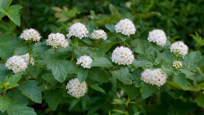 Plant Ninebark For Pollinator Support Plant Ninebark For Pollinator Support