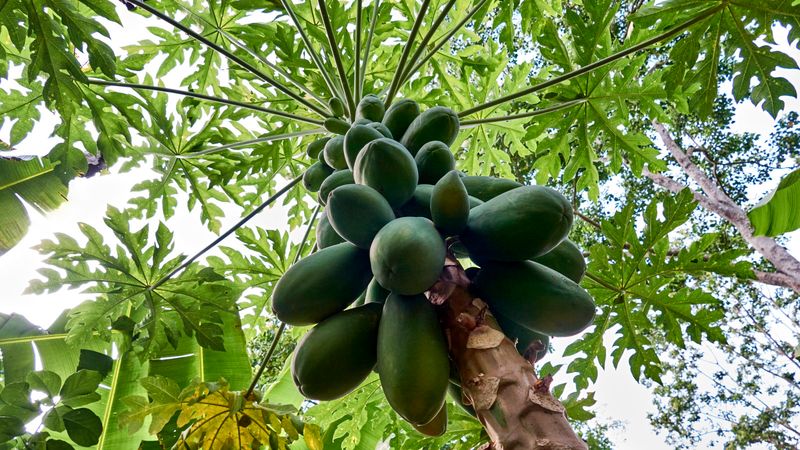 Plant Now For A Faster Start To Fruit Production Plant Now For A Faster Start To Fruit Production