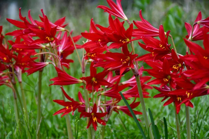 Plant Now For Next Year's Surprise